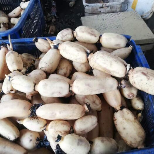 金沙县莲藕 鄂莲7号藕，又称35号珍珠藕（九孔）。肉质细腻脆性，口感特好