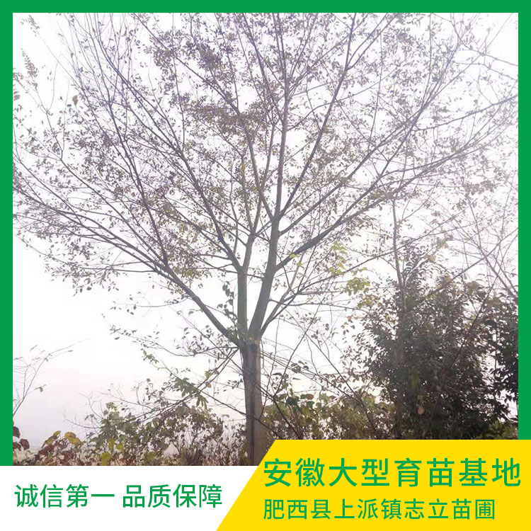 小叶朴 安徽单杆朴树20/50公分出售安徽朴树价格