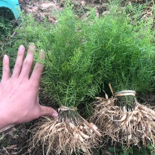 浦北县天冬苗，产地直销，高丰产，提供种植技术，包收购！