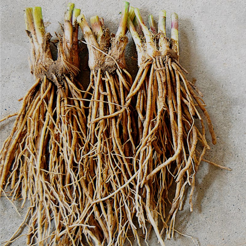 现挖韭菜根一年新根农家大面积种植保成活