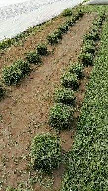 清远 出售大叶油草，草