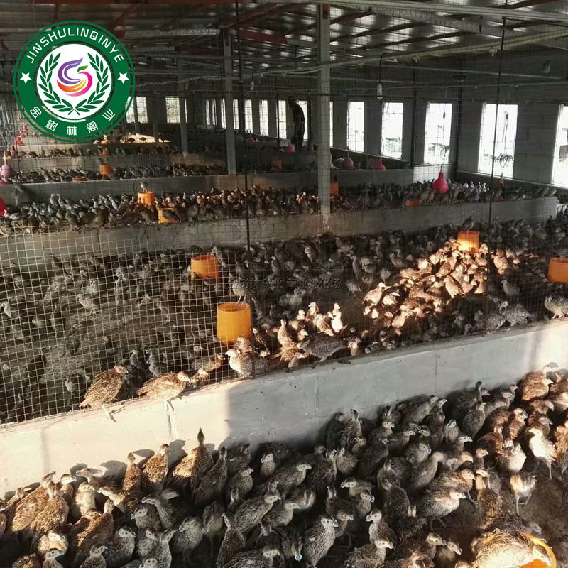 优质脱温七彩山鸡苗半大苗脱温45天成活率高，全程提供技术指导