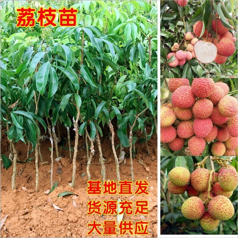无核荔枝苗 荔枝树苗南方种植 嫁接荔枝苗 妃子笑 桂味荔枝 无核荔枝果苗