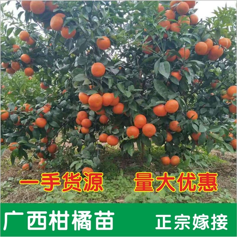 柑桔树苗 沙糖桔苗 沃柑苗 皇帝柑苗 柑橘果苗 嫁接地栽砂糖