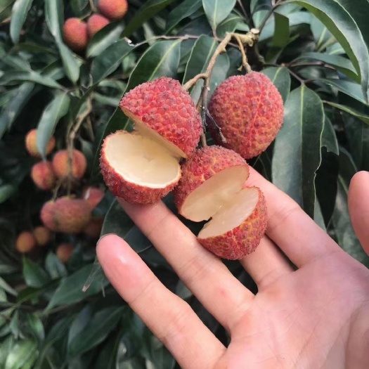 灵山县无核荔枝苗，正品苗，品种纯。