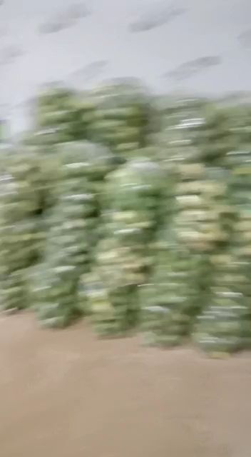 颍上县青萝卜 冷库储存的水果萝卜，阜阳本地圆萝卜