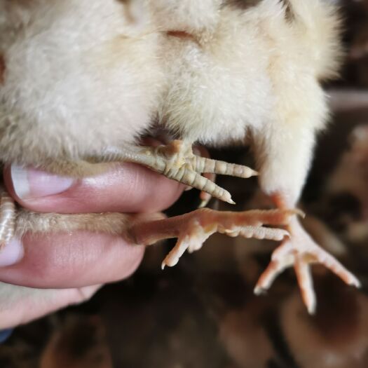 南宁麻鸡苗 快大型青脚麻 包打疫苗包邮 厂家直销诚信经营