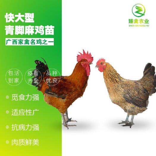 南宁纯种快大青脚麻鸡苗批发，提供养殖技术90天可以长到9斤左右