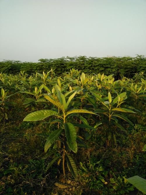 孝昌县茂木枇杷树苗  枇杷，桂花等多种树木出售