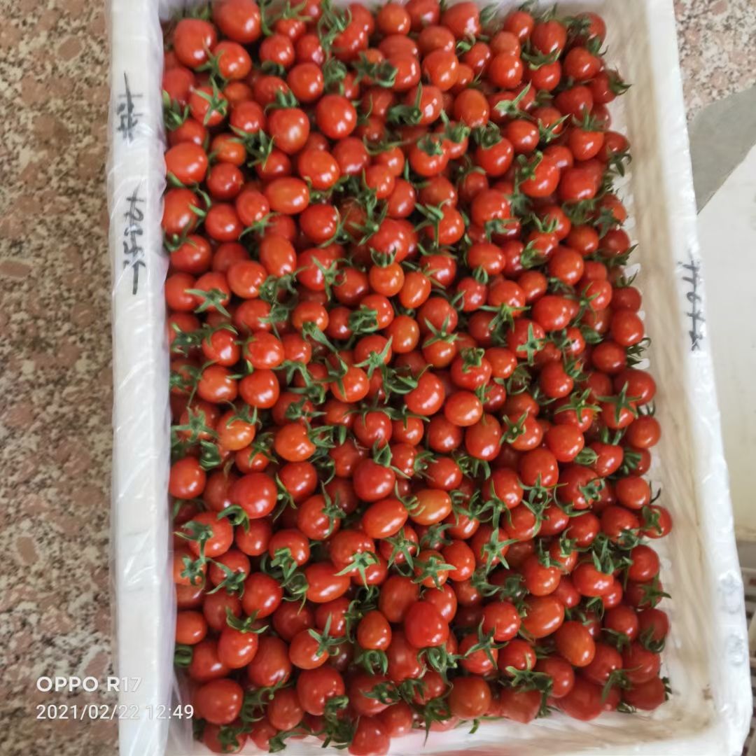 千禧圣女果 贝贝圣女果  釜山88大量上市全国接单
