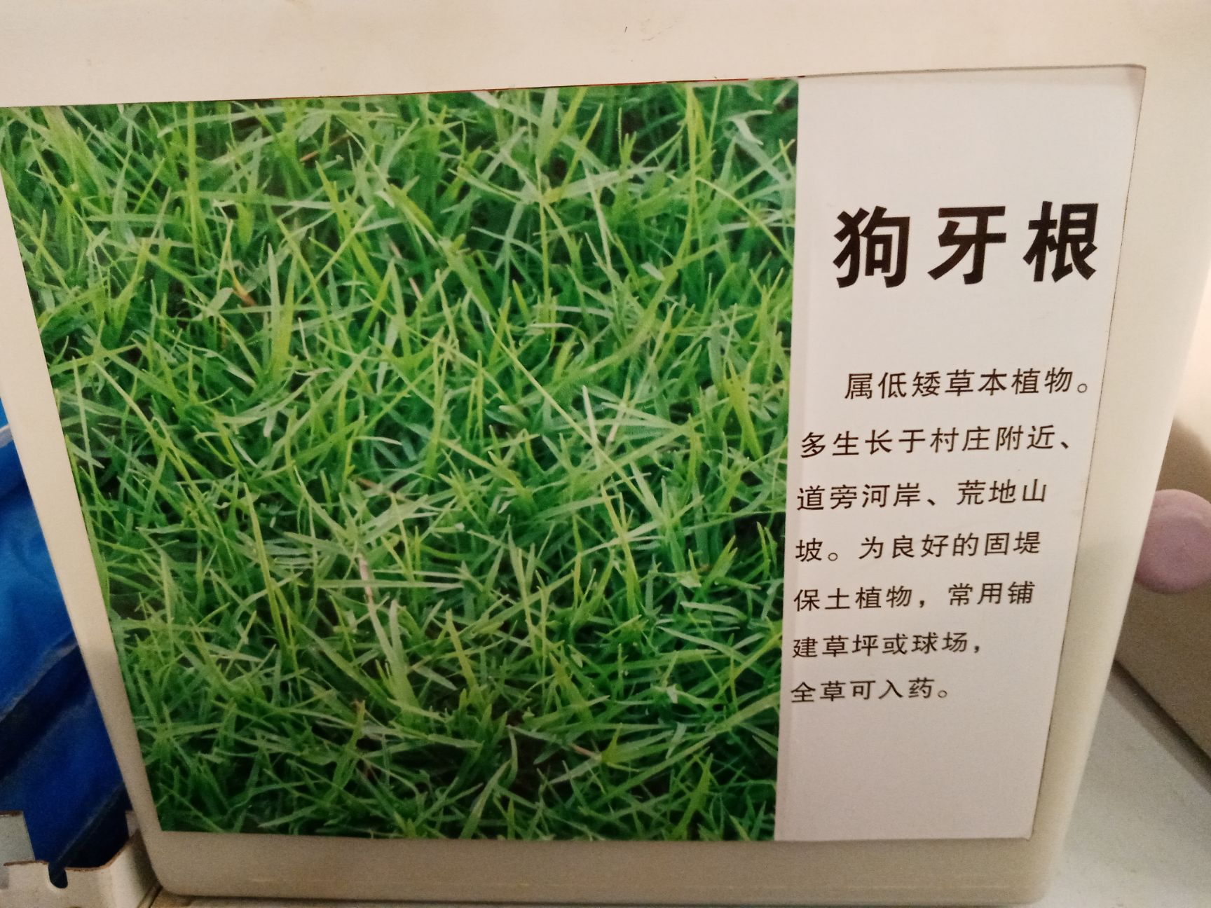 狗牙根种子  狗牙根护坡绿化草籽