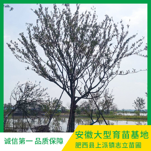 肥西县 安徽30公分朴树出售