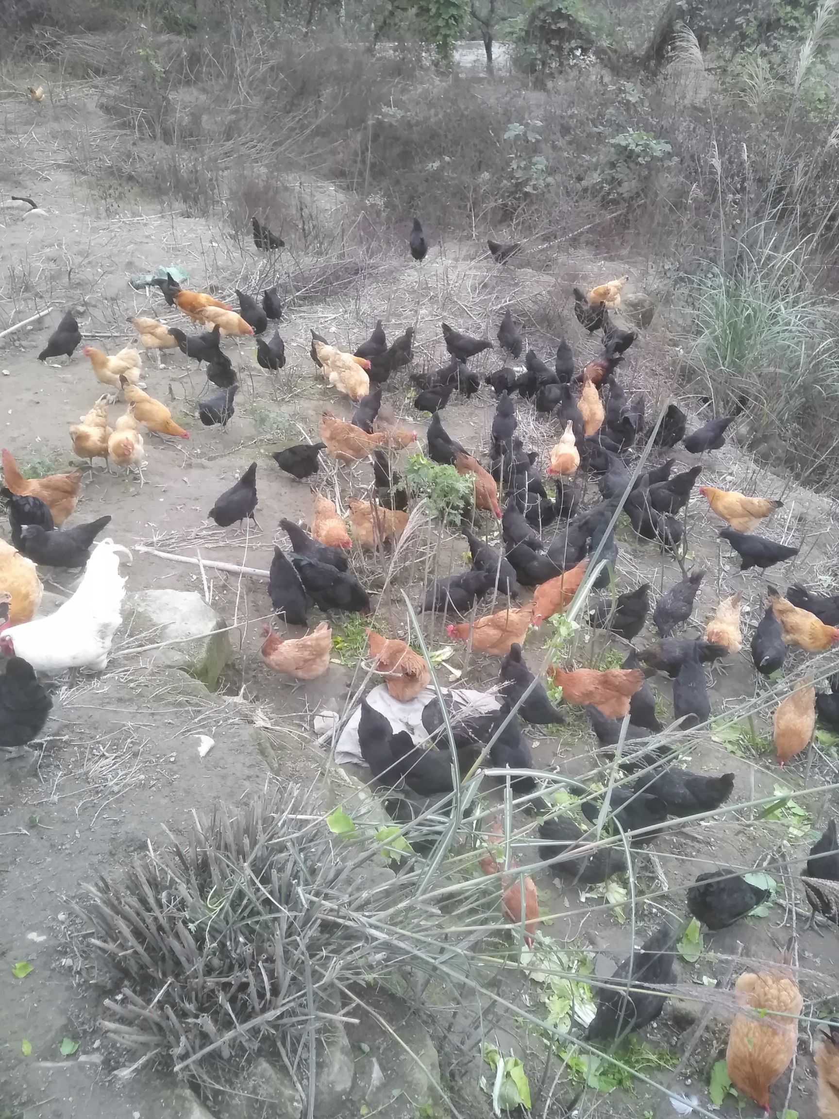 绿壳蛋 食用 箱装