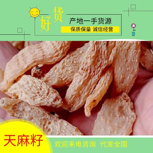 留坝县红天麻  秦岭高山种植优质天麻籽精挑细选大小条高品质全干麻籽