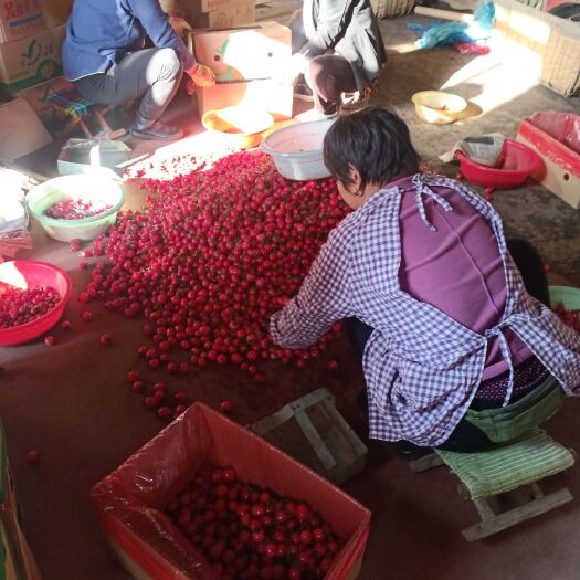 济南贝贝圣女果 山东省济南市济阳区 一级