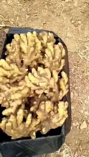 生姜  常年供应（大黄姜、二黄姜、小黄姜）（姜种）规格齐