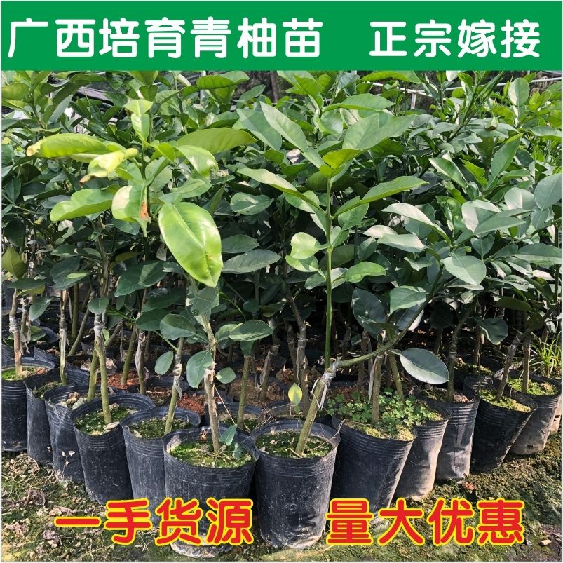 泰国红宝石柚苗 四季青柚苗 泰国红宝石杯苗青柚苗 越南青柚树苗泰国青柚果苗包