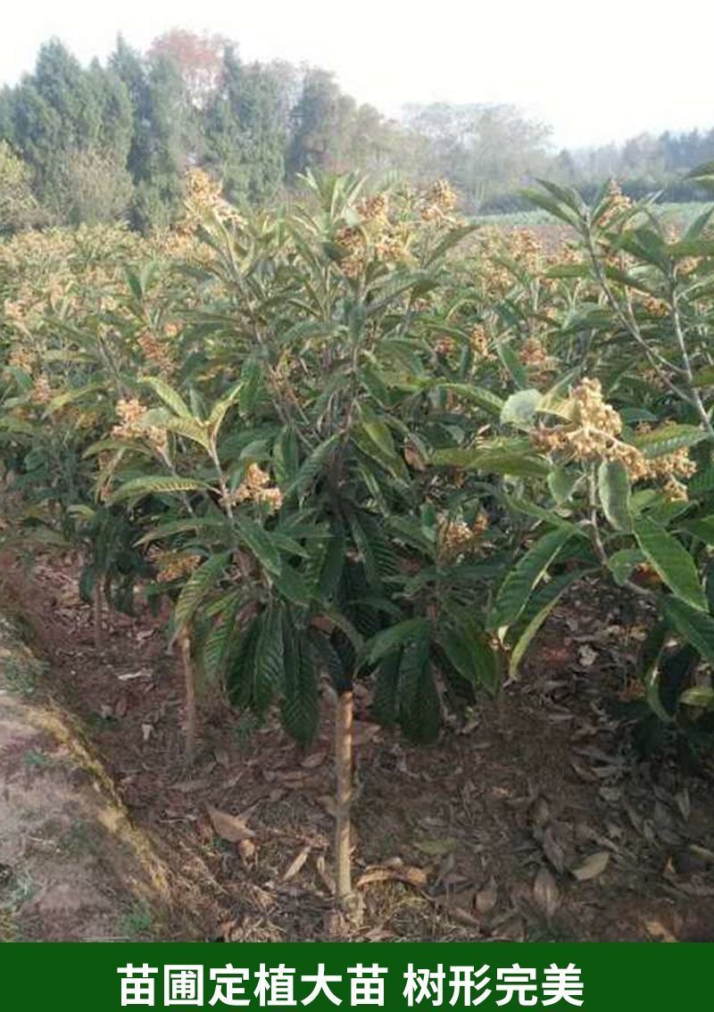 晚五星枇杷苗 枇杷树苗嫁接枇杷苗南方北方特大无核砂糖盆栽地载无籽琵琶果树苗