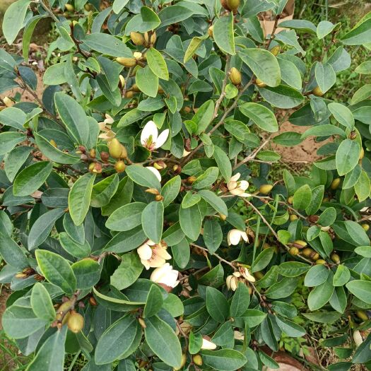 茶花树  四季红山茶花又名杜鹃花，长期供应杯苗苗田直销看上联系我！！