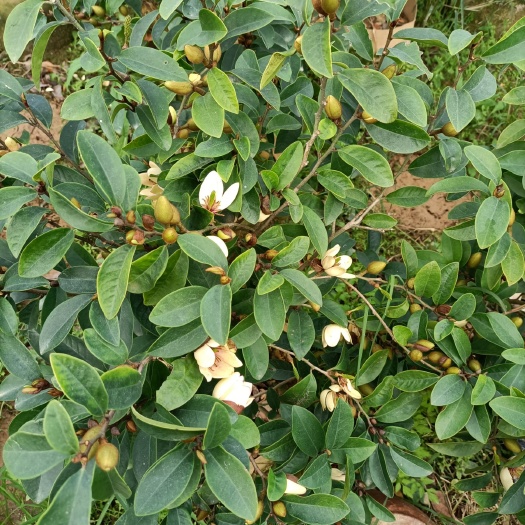 灵山县茶花树  四季红山茶花又名杜鹃花，长期供应杯苗苗田直销看上联系我！！