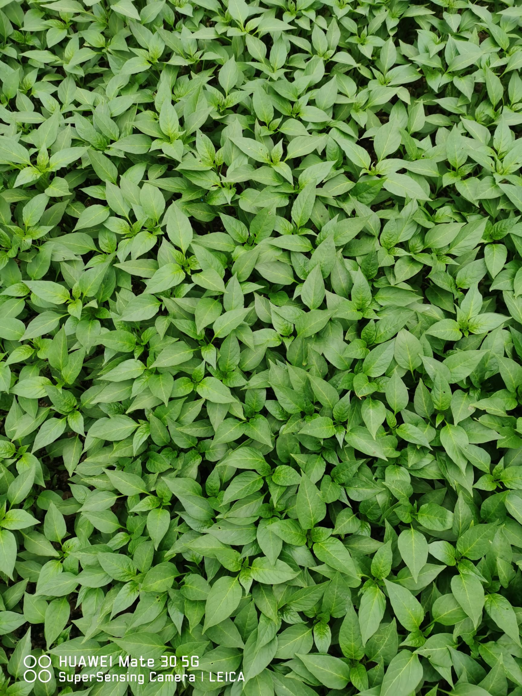 线椒苗，杂交辣椒苗，菜椒苗，出售各种蔬菜苗