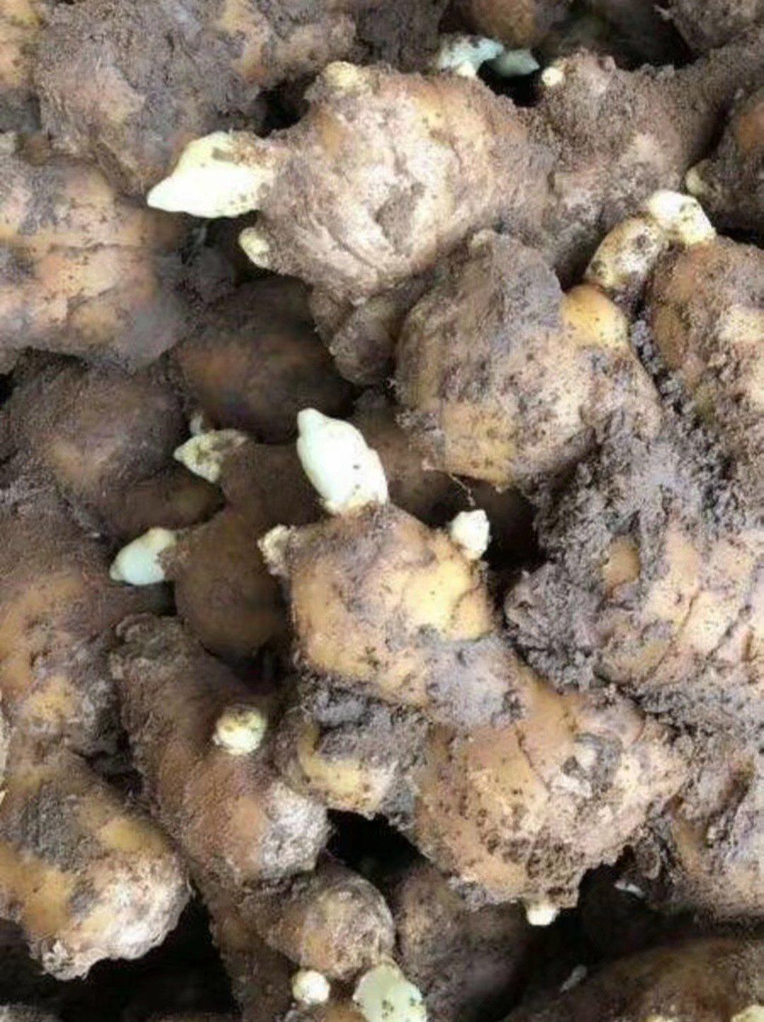 陕西大黄姜【368脱毒姜种】品种齐全 产地直供 专业技术指导