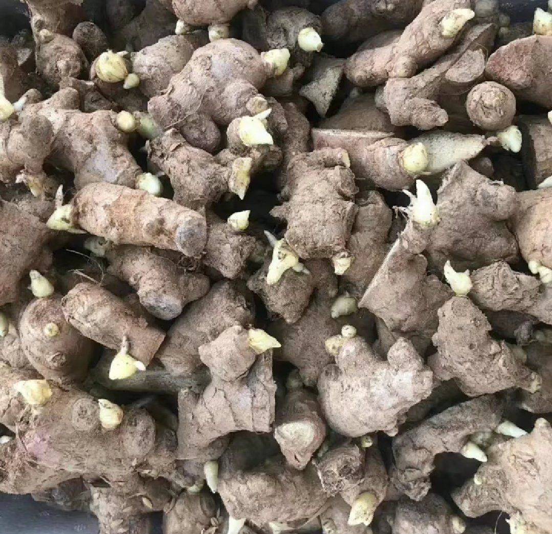 重庆大黄姜【368脱毒姜种】小黄姜 产地直供 专业技术指导