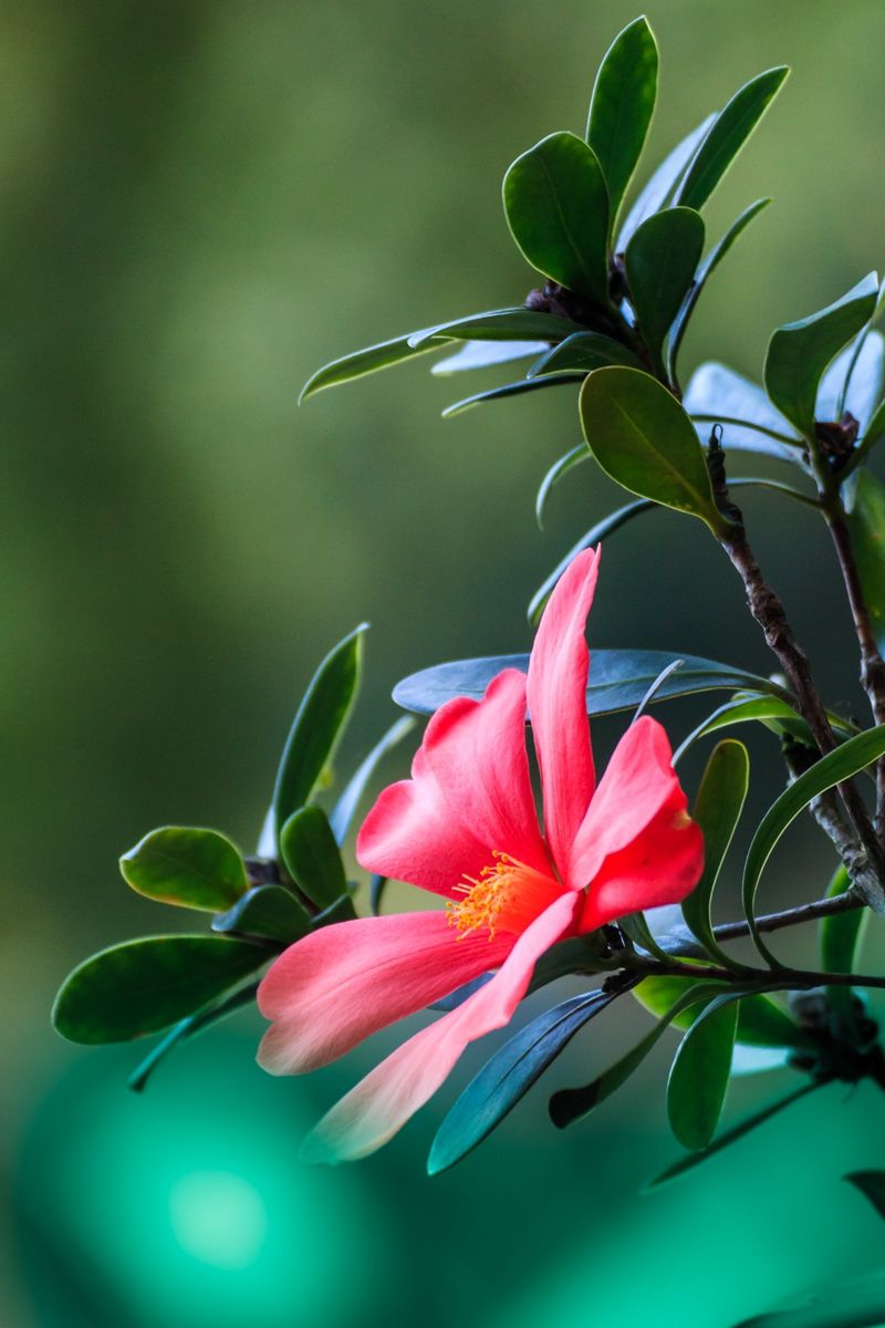 茶花苗 红山茶花又名杜鹃花