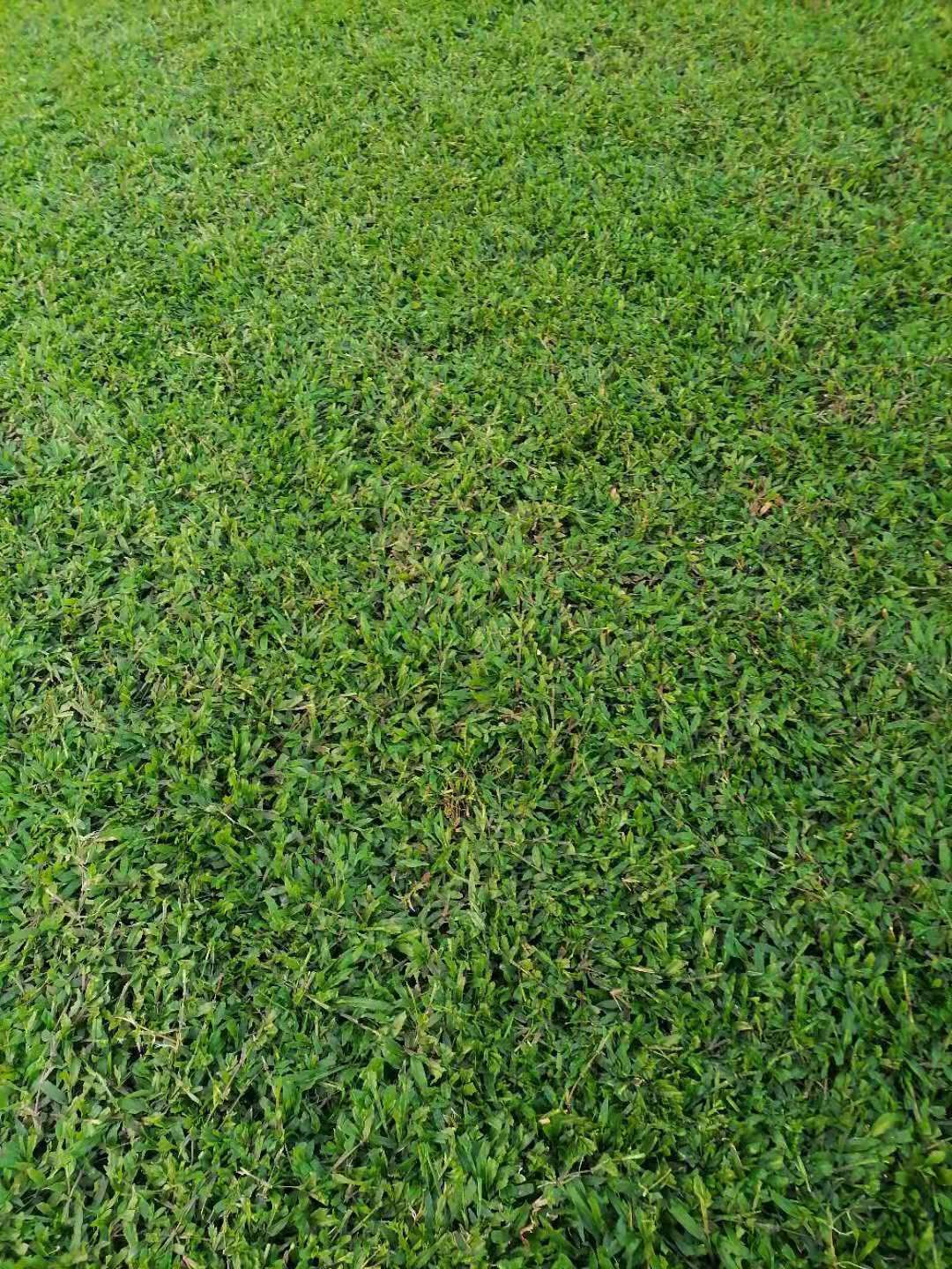  出售大叶油草，草