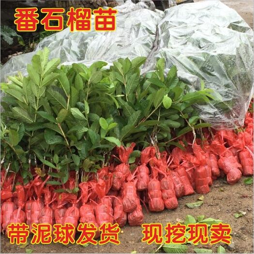容县 白肉红肉番石榴树嫁接四季 珍珠番石榴苗 红心番石果榴苗芭
