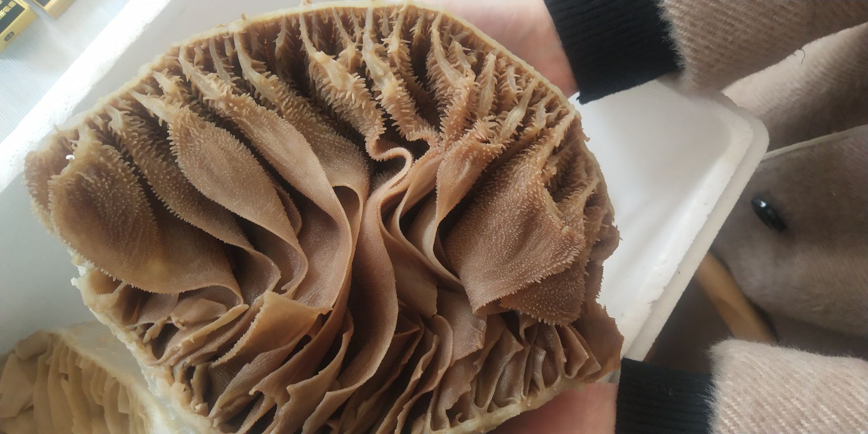 毛肚个子(毛肚整块带底板)牛百叶 黑个子