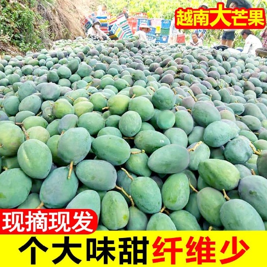 单县台农芒  越南大青芒果新鲜金煌青芒果应季甜心芒果水果批发非凯特芒小台芒