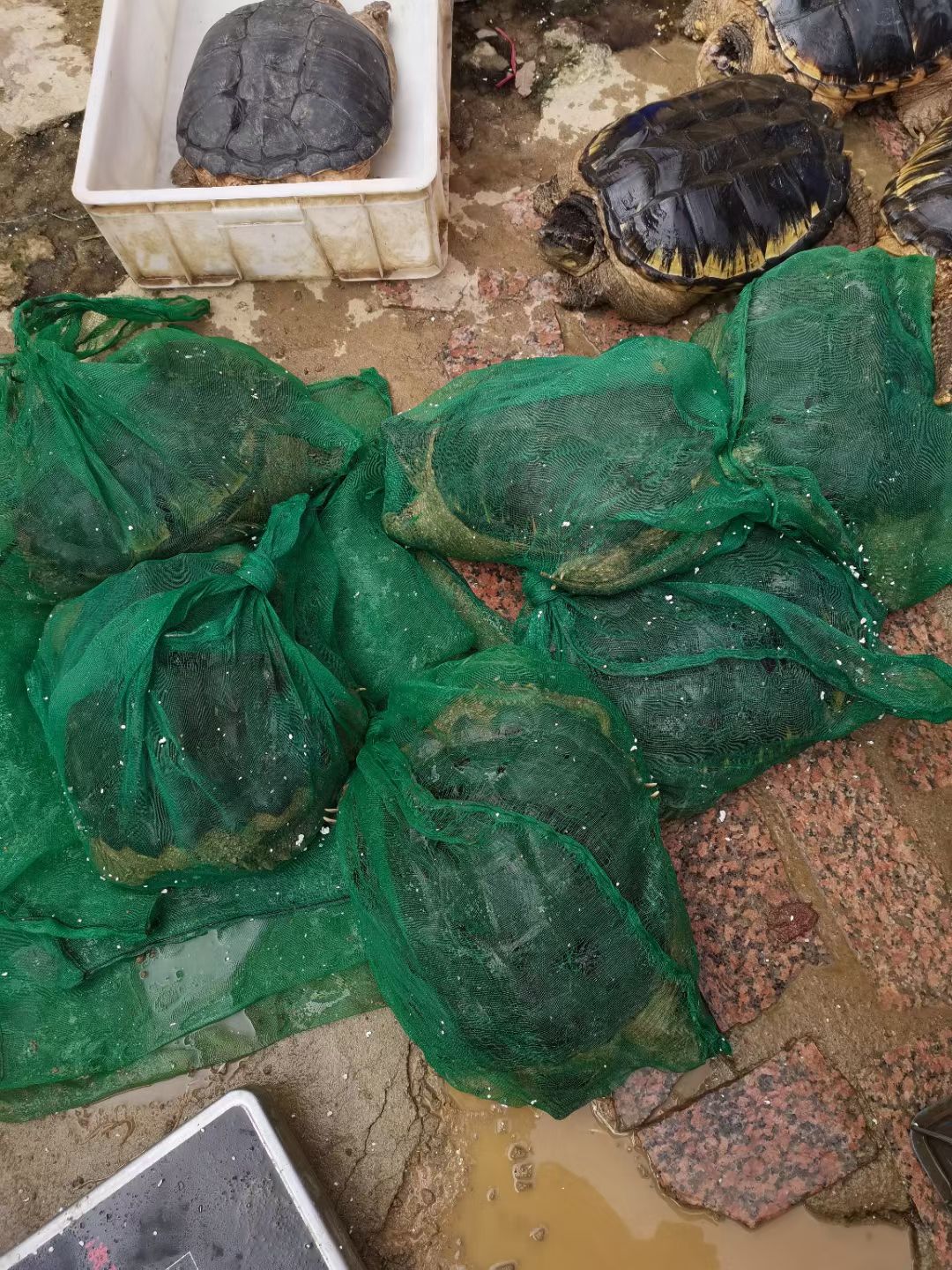 珍珠鳖  长期大量批发珍珠鱼龟，水中龙肉，3斤多到20斤