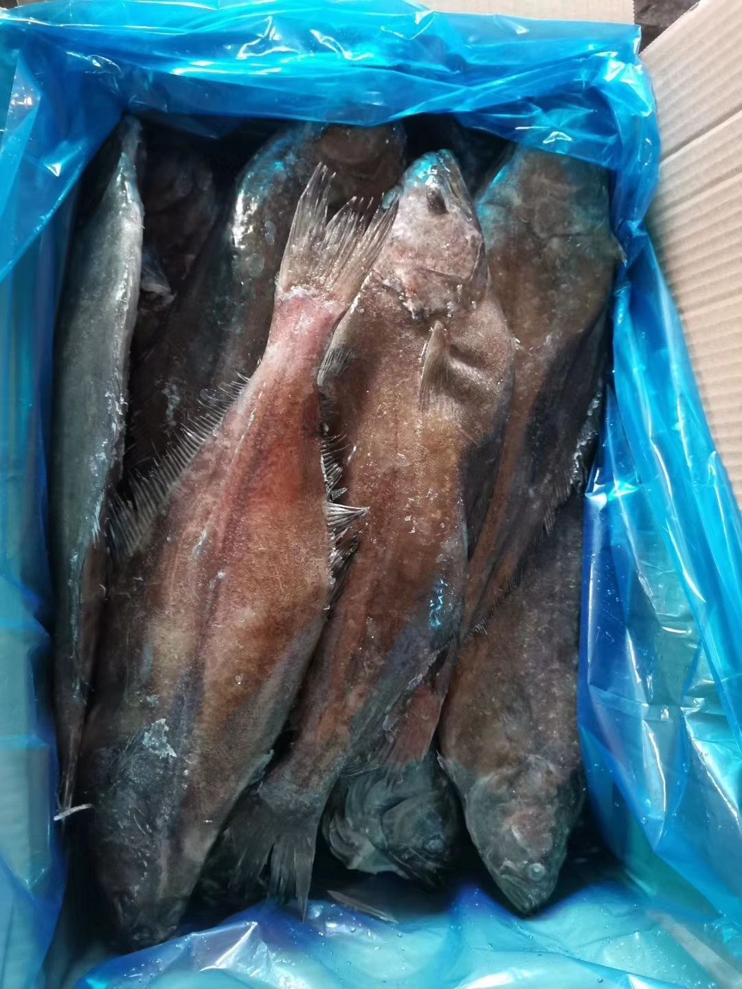 比目鱼  鲽鱼头，鲽鱼尾，整条鲽鱼系列