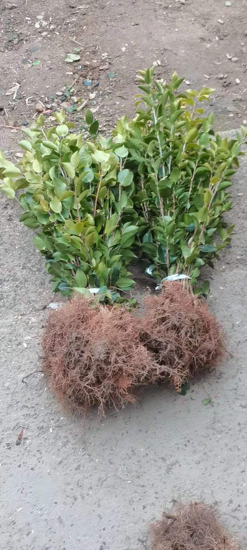 油茶树苗  优质速生油茶苗长林系列
