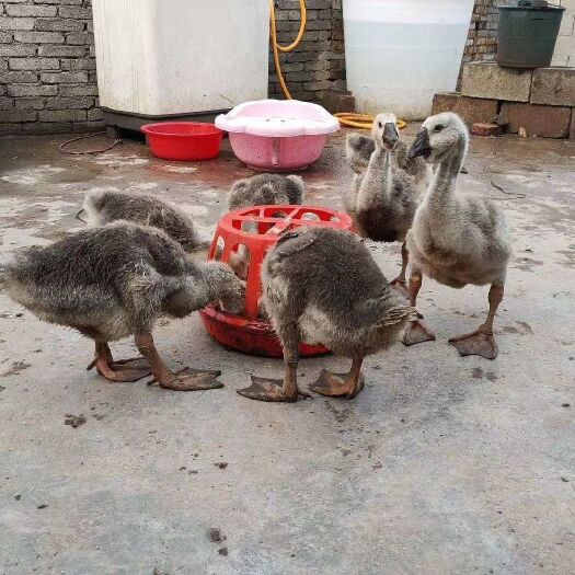 汕头 狮头鹅苗