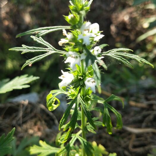 紫金县白花益母草 干30/斤 红花毒校性强不建议使用