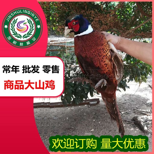 长期供应成年商品七彩山鸡孔雀蓝大山鸡种鸡煤胚鸡王批发零售