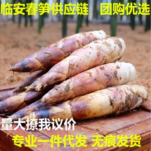 杭州 临安春笋雷竹笋5斤装一件代发