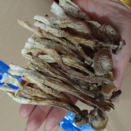 三明 鹿茸菇批发：  不怕货比货，只卖回头客。