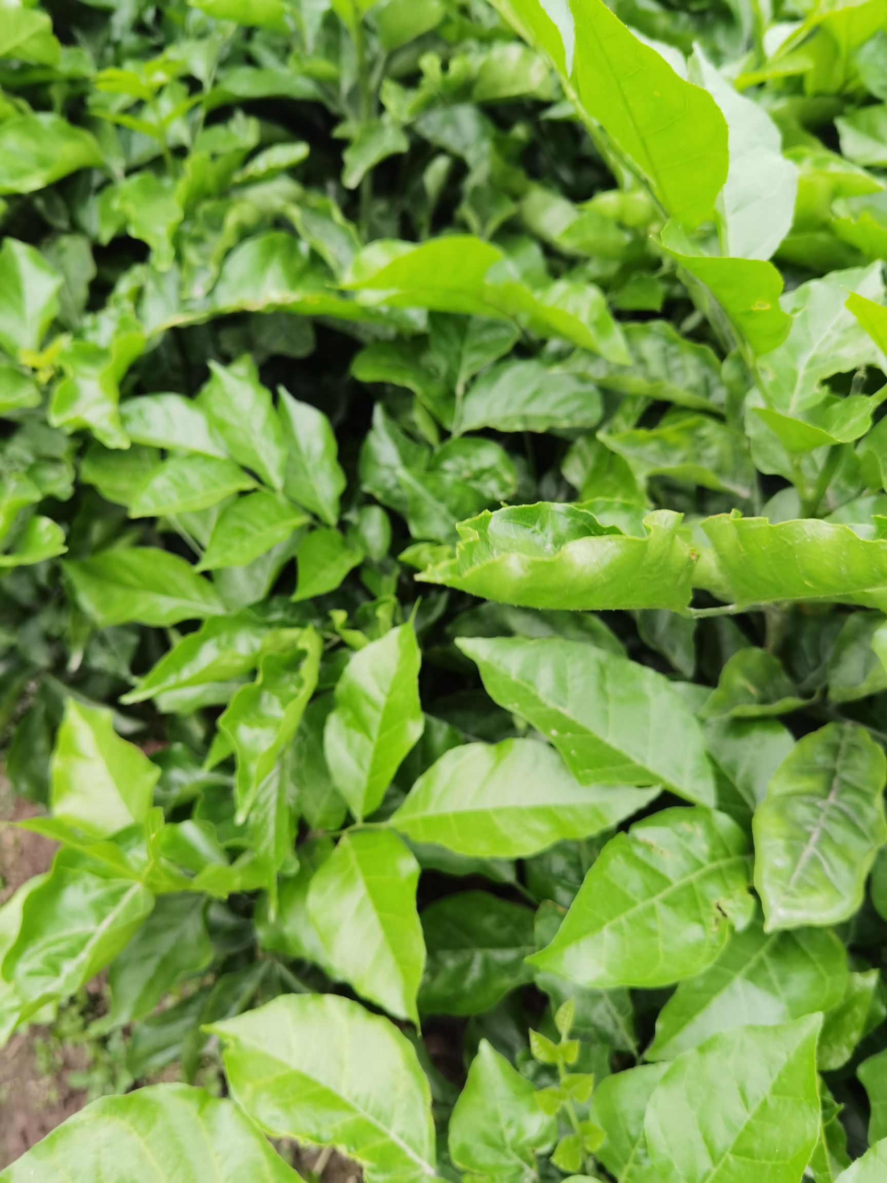 黄皮果苗  酸黄皮苗  黄皮直生苗