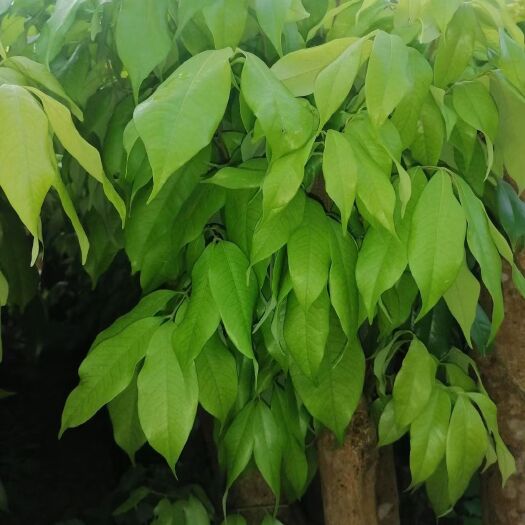 灵山县妃子笑荔枝苗 荔枝妃子笑杯苗占地苗