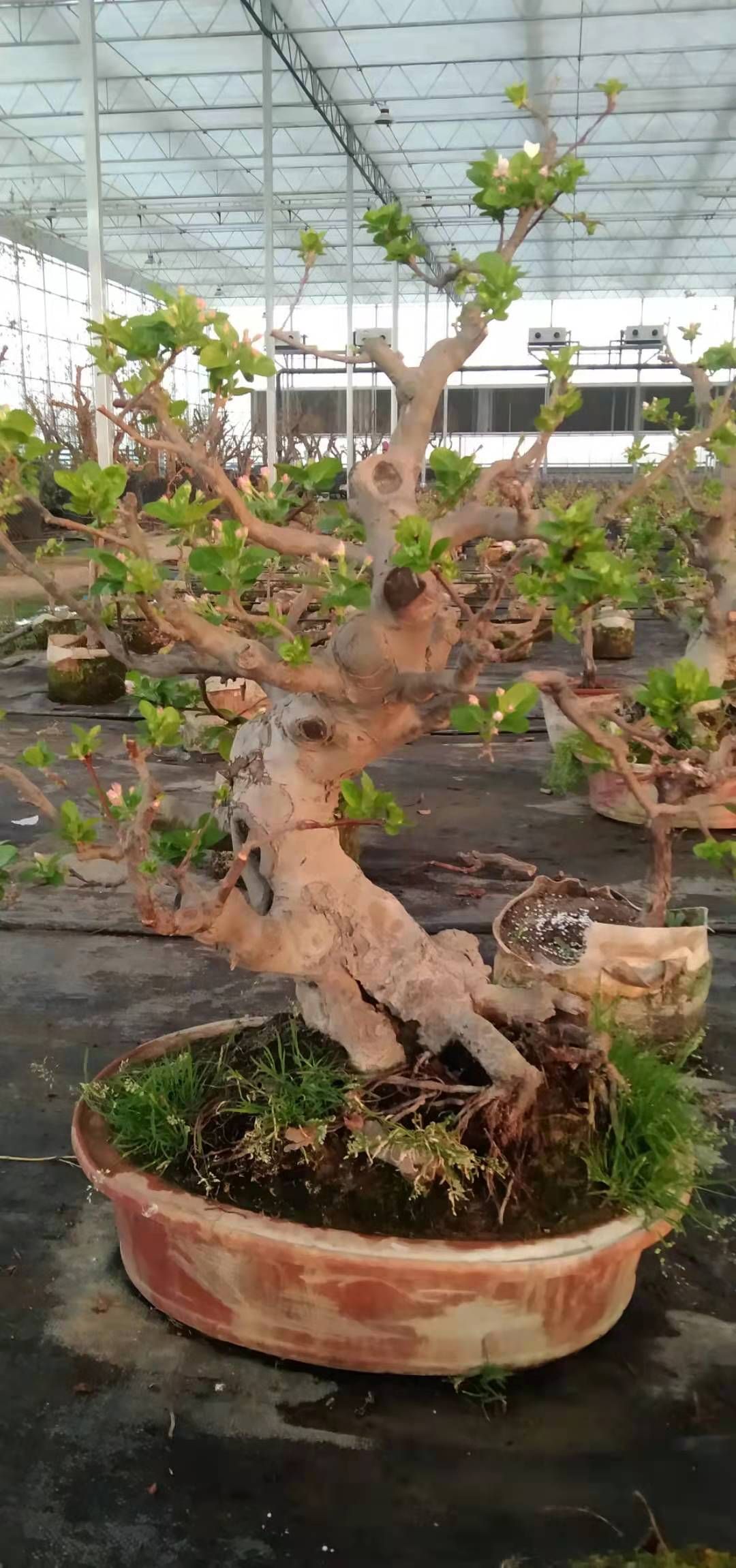 [果树盆景批发]果树盆景 基地直销20年以上苹果海棠盆景老桩价格600元