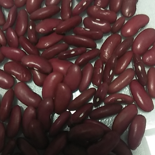 阳原县芸豆  英国红，质量好