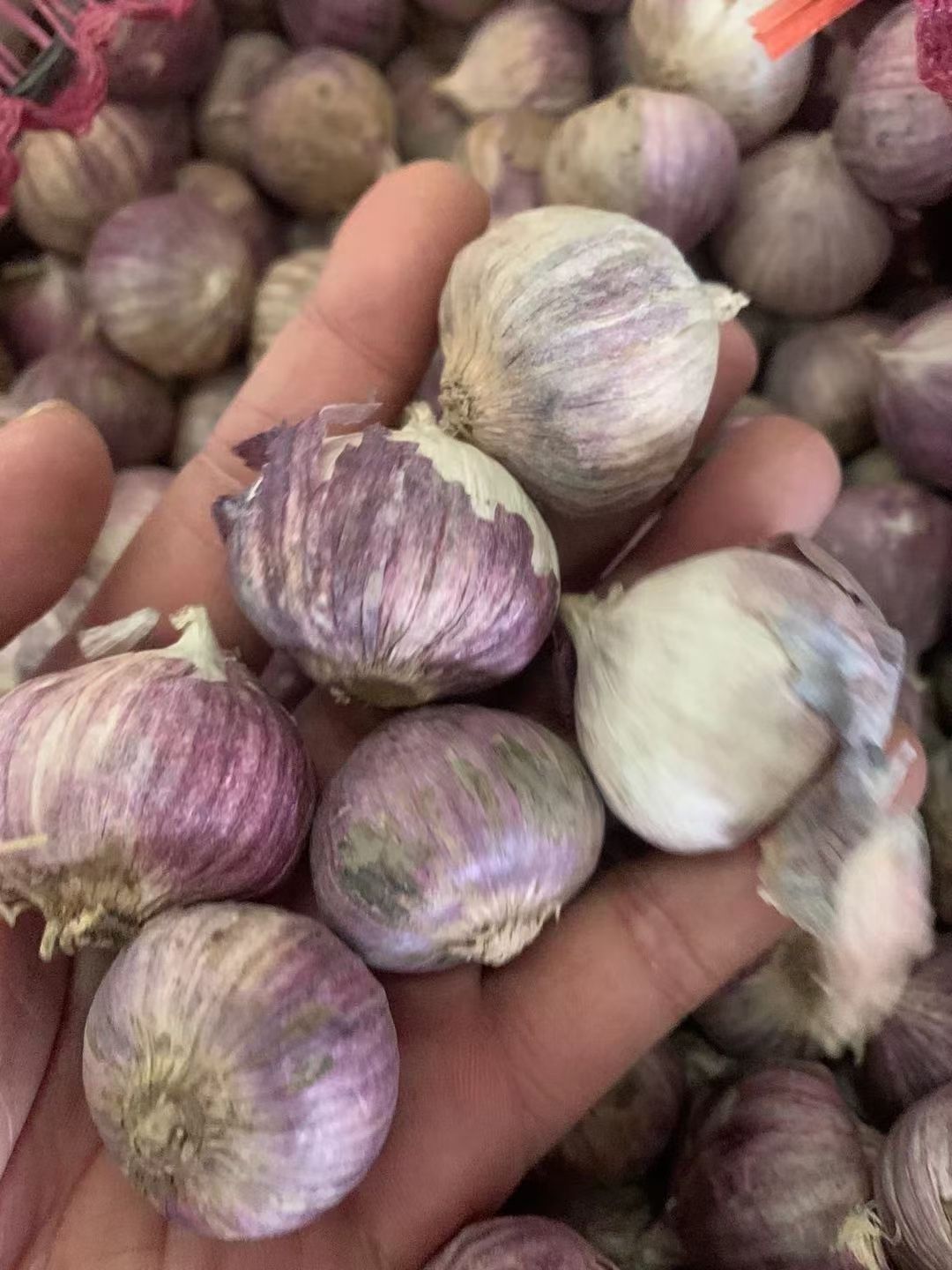 独头蒜 全干独蒜2.2厘米大小，一件95斤左右，2件起批。