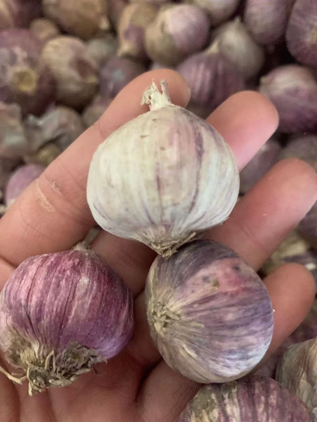 独头蒜 全干独蒜2.2厘米大小，一件95斤左右，2件起批。