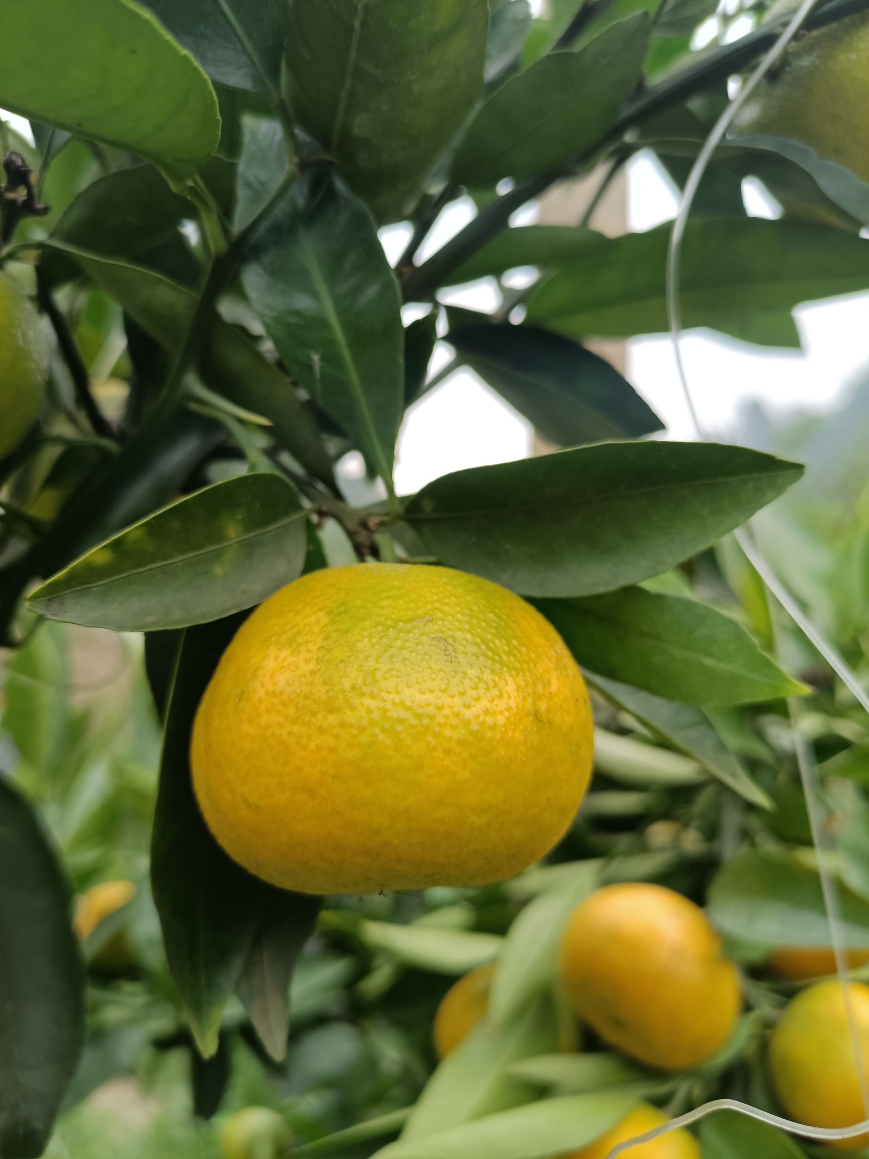 华美二号柑橘枝条，正品出售，有引种证明，放心购买