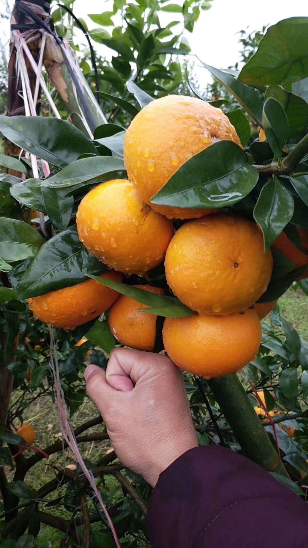 沃柑苗嫁接苗  口感好  少籽甜度高 产量高