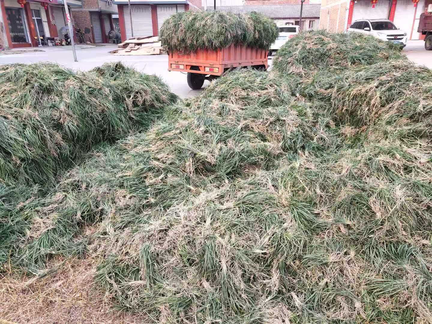  麦冬草，四川小叶麦冬草产地直销，无中间商，量大从优。