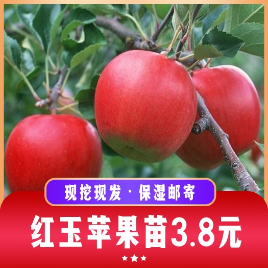 盖州市优质红玉苹果树苗 辽宁营口盖州直发